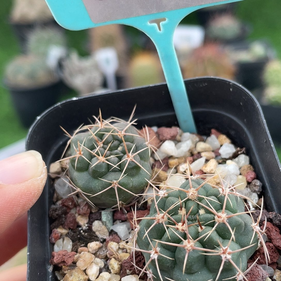 6220 满 39 包邮非偏远地区