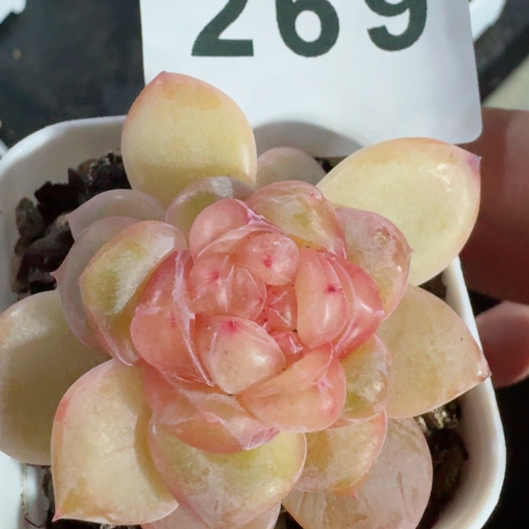 石化珍妮         精品多肉