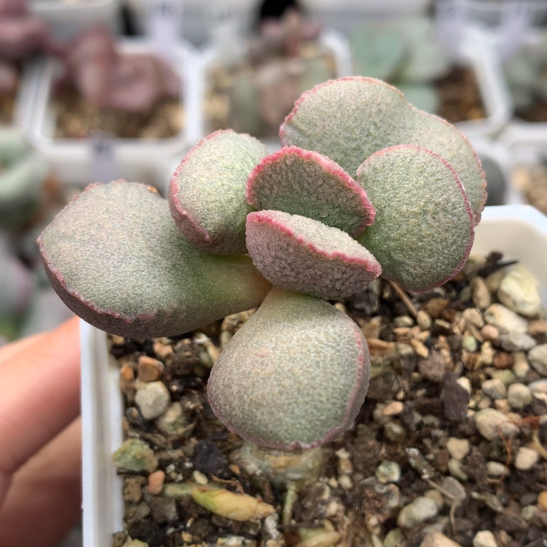 暖阳 多肉植物水泡