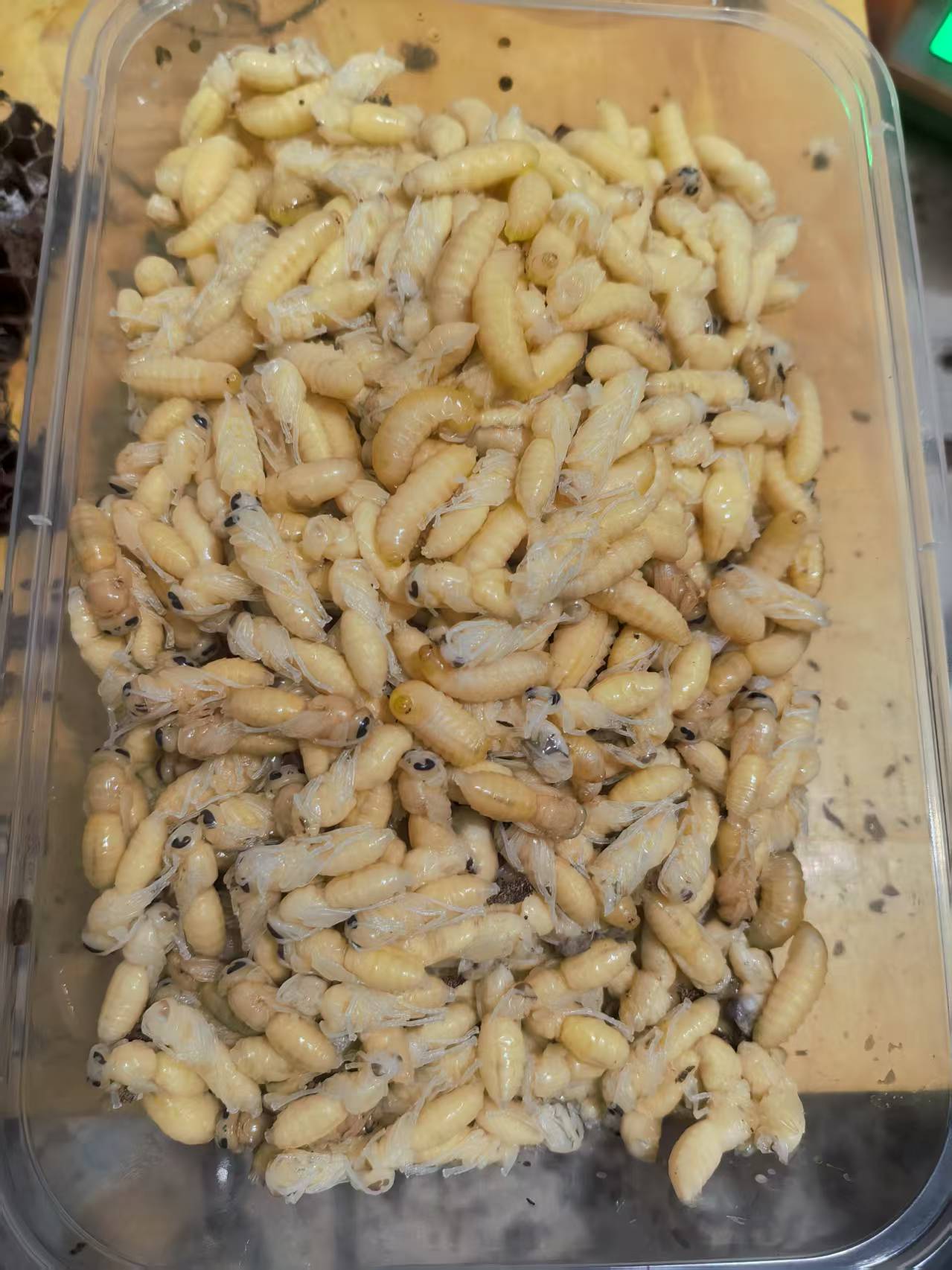 云南特色2级新鲜速冻蜂蛹营养美味顺丰包邮