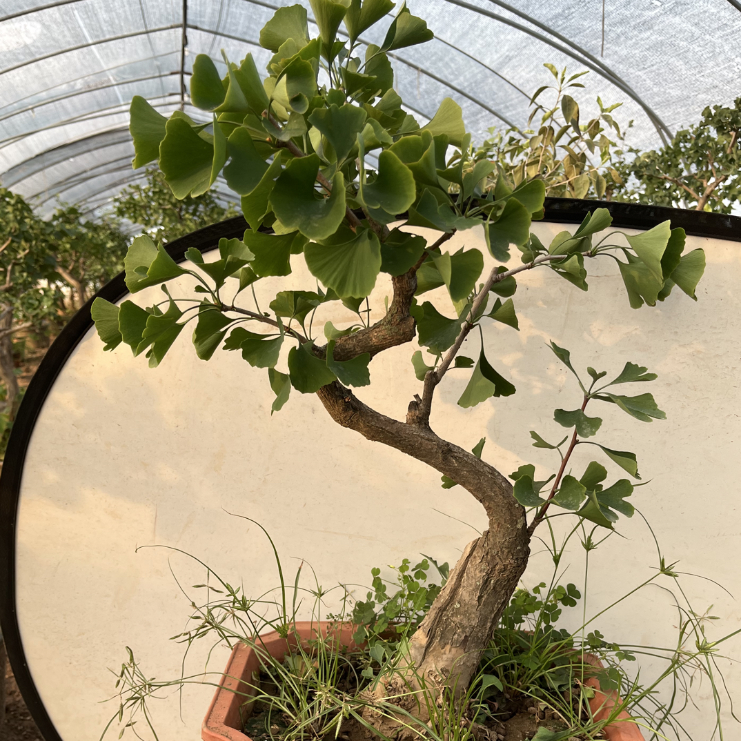 银杏老桩绿植造型盆景直播间下单联系主播一物一拍