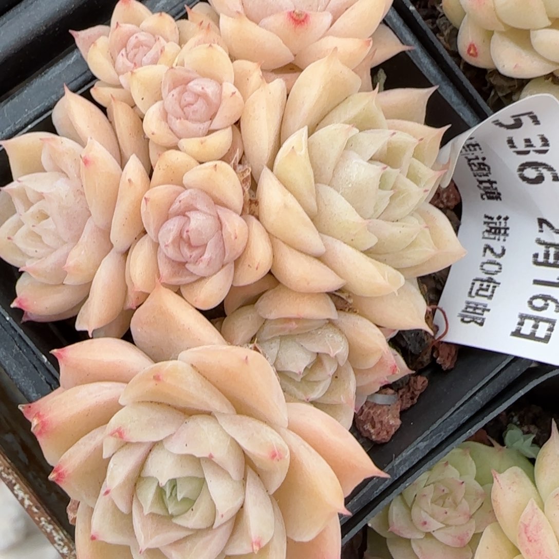 花语逸境0216-536散