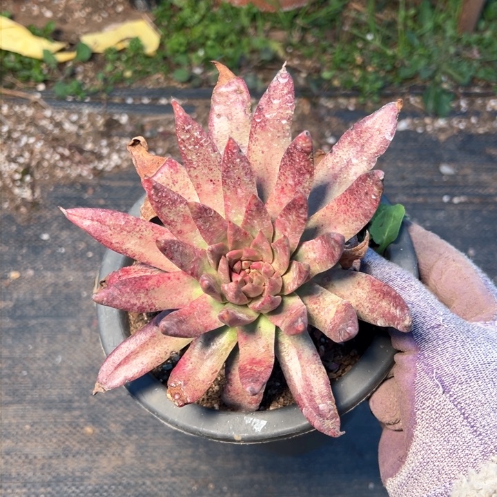 984伊静思哈哈哈哈哈哈哈哈