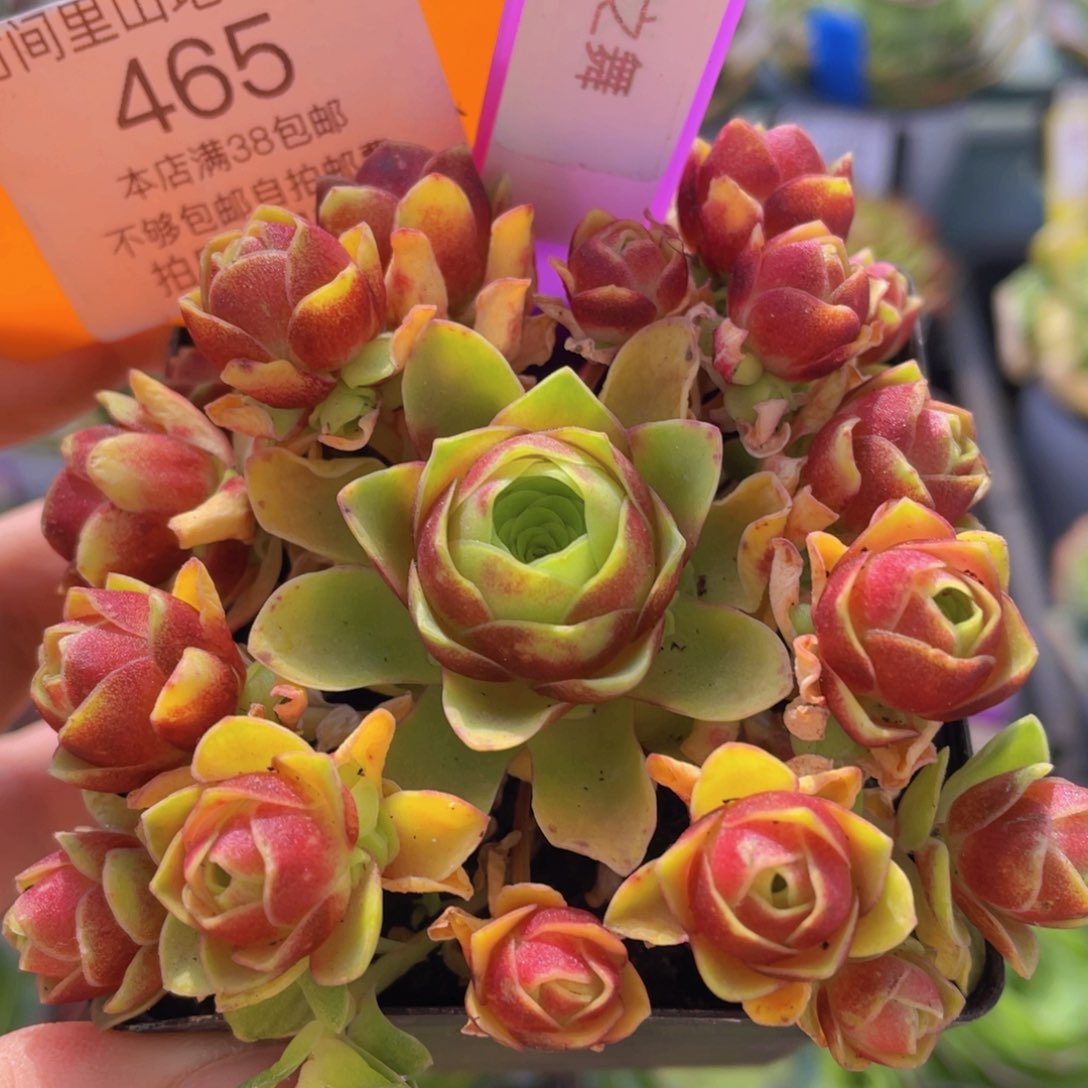 流萤之舞新年福利465