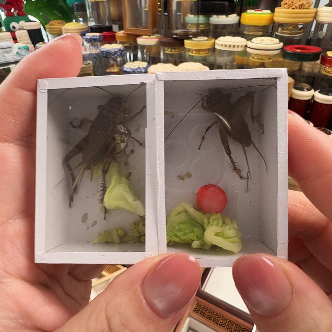 玲***豆哈哈哈蟋蟀白虫两个➕玉眼