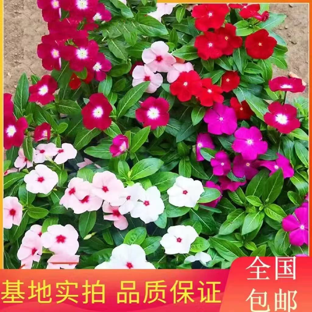 长春花盆栽天天开带花苞观花植物五叶梅庭院客厅盆栽花卉四季开花