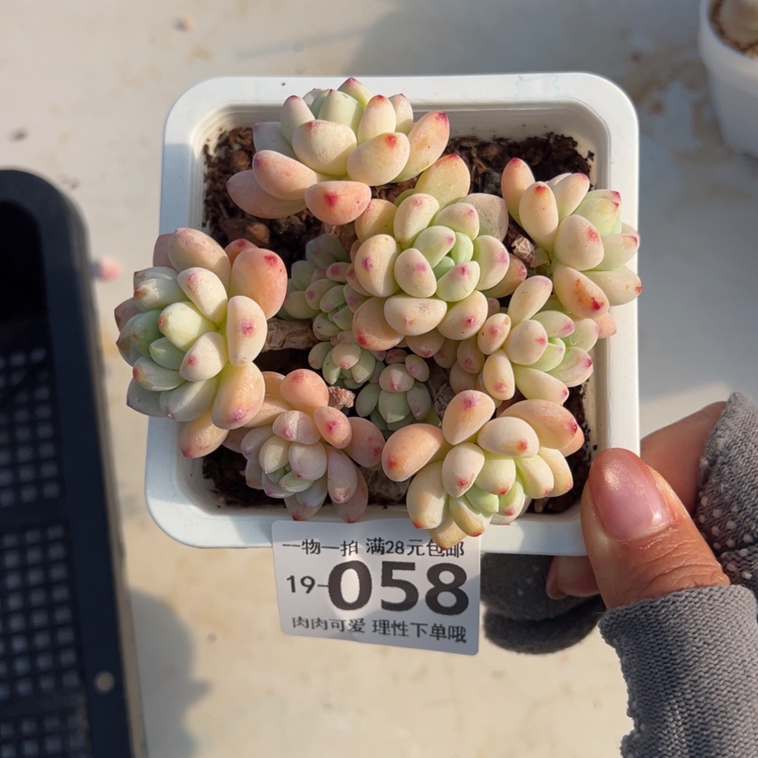 樱花罗绮多肉多肉多肉多肉