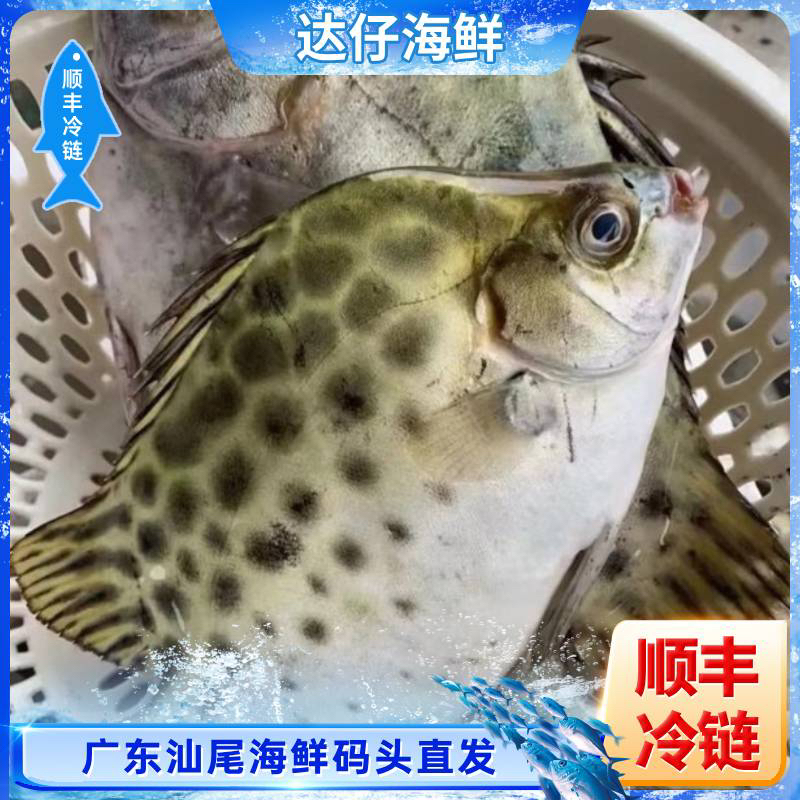 广东野生海捕金鼓鱼