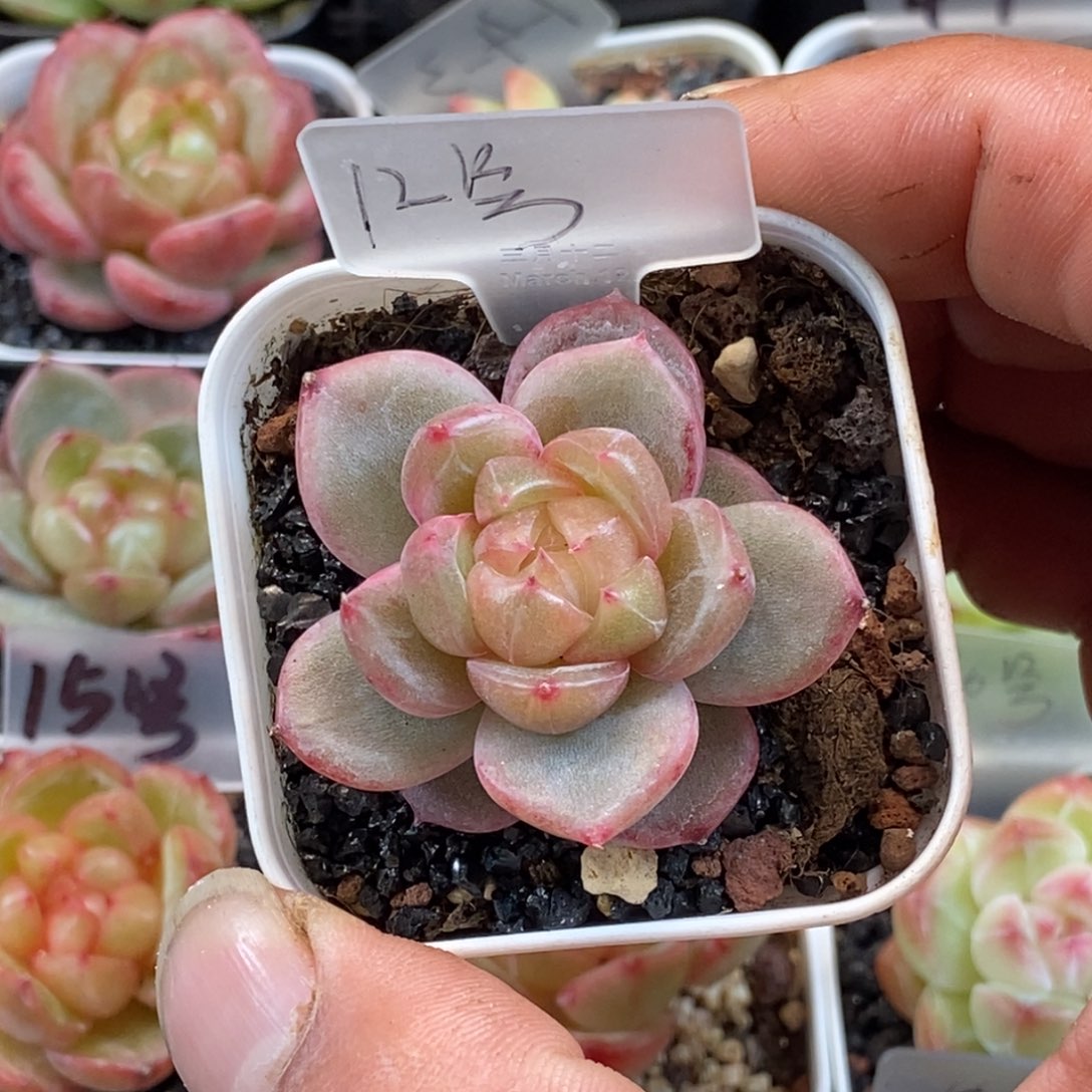 天官赐福百无禁忌