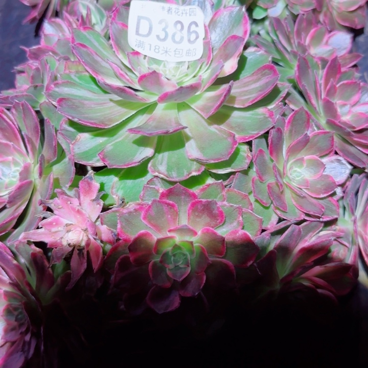 多肉法师万花筒多