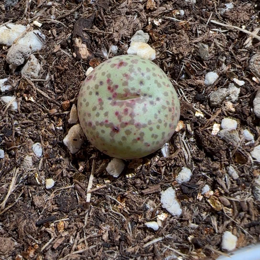 肉锥多肉植物组合-金橘6