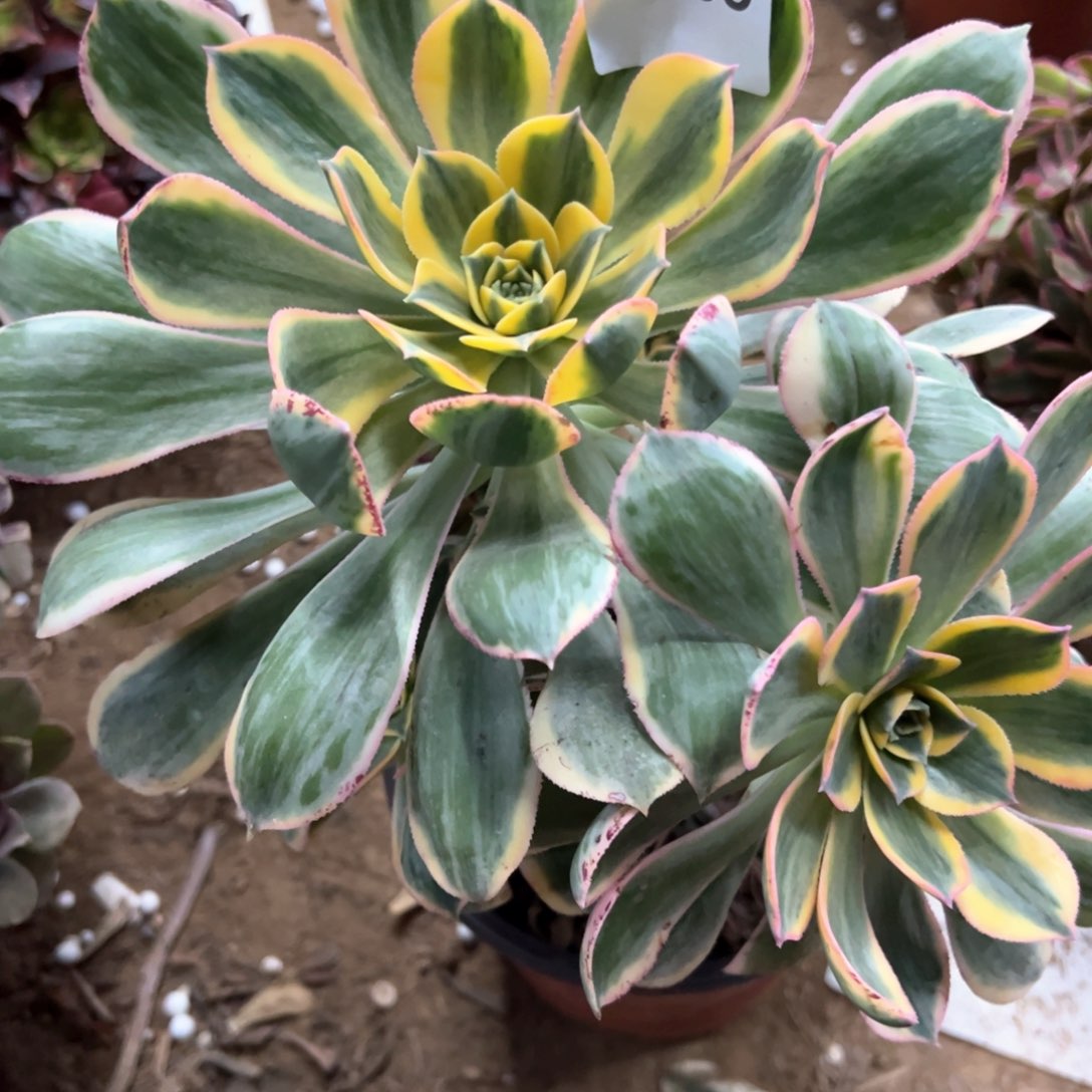 568号灿烂多肉植物