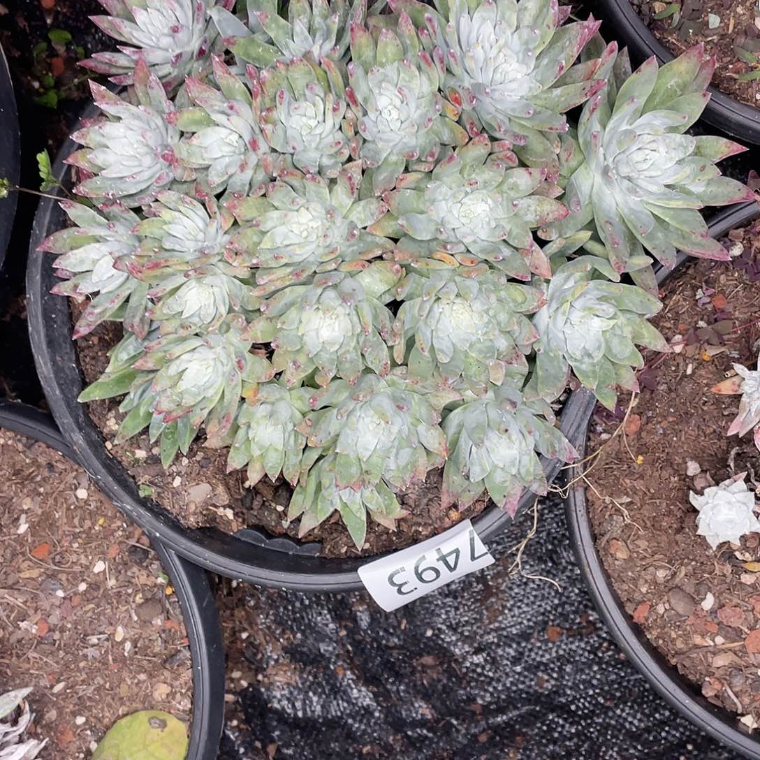 九****4仙女杯多头老桩7493