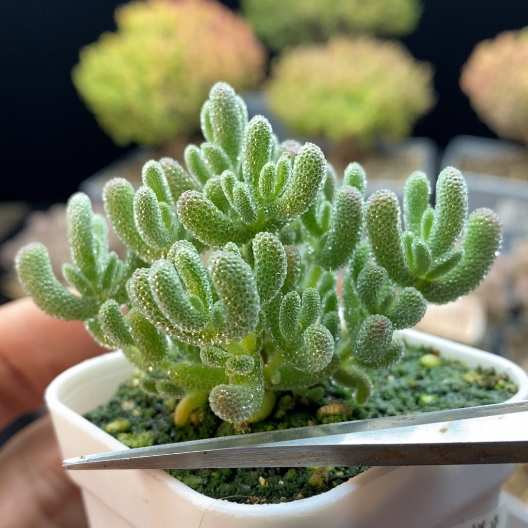 708冰晶，5.5盆口