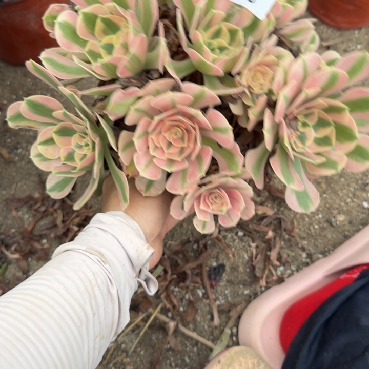 368女巫。多肉植物