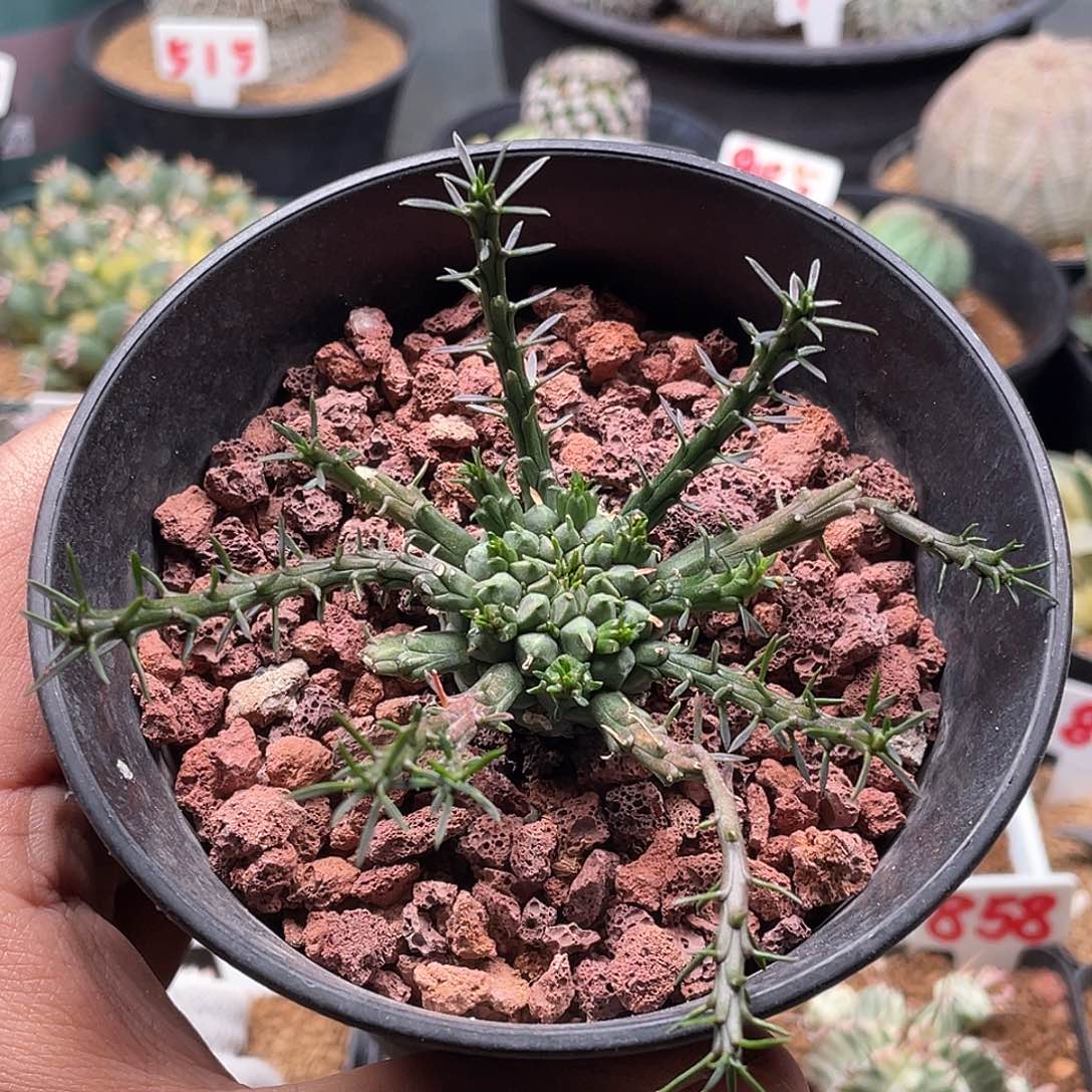 实生孔雀丸大戟 带盆土包邮