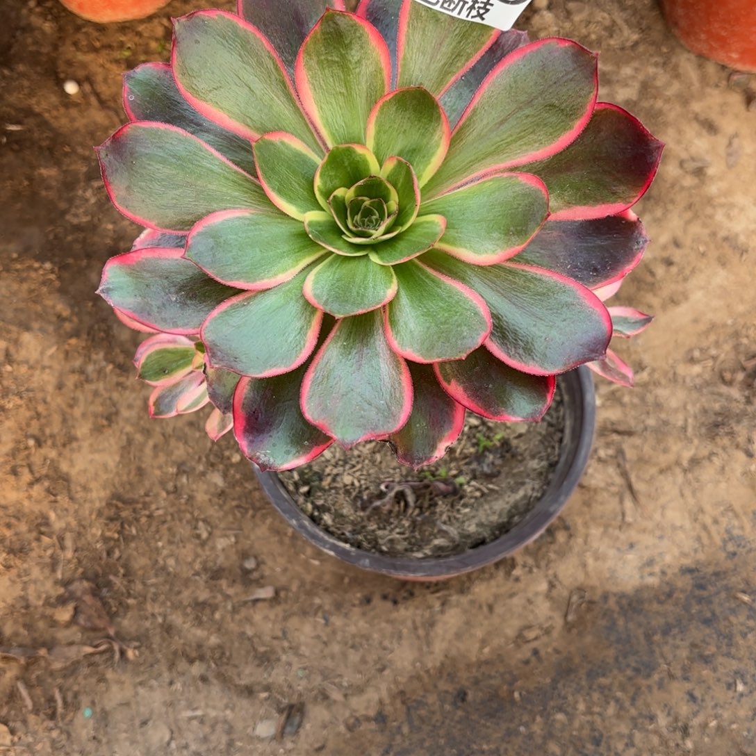 M. 1469红魔女多肉，cede'