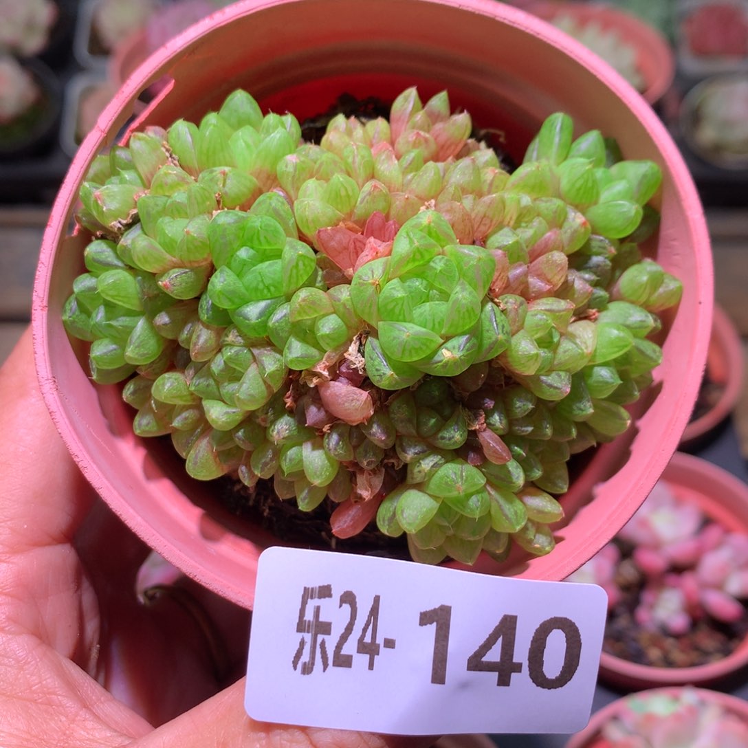 乐然24-140 草玉露 