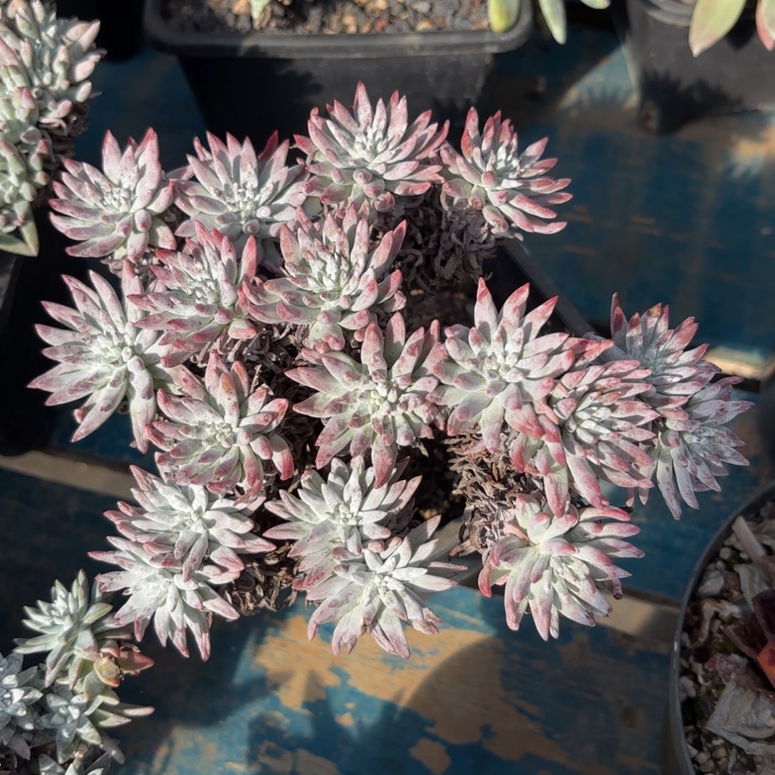 白菊杂，仙女杯多肉