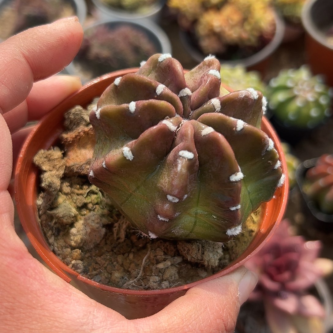 多肉植物多肉植物