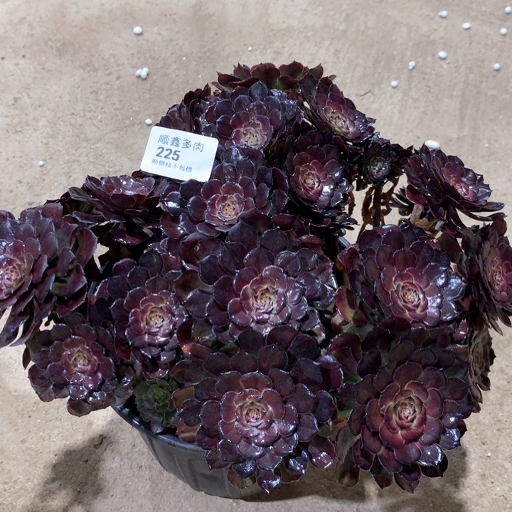 225黑萝莉多肉植物
