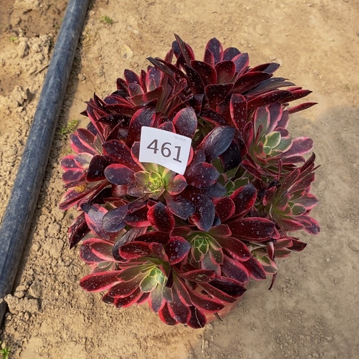 461金丝雀绣球新桩东