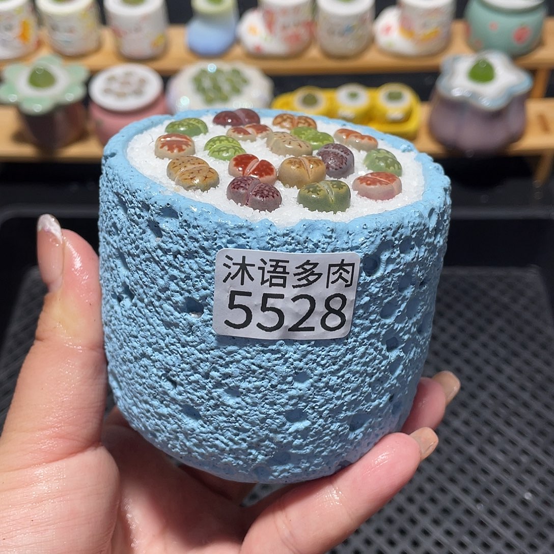 带盆土植物 一物一拍5528