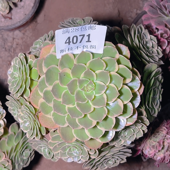 4071粉花妖多肉植物