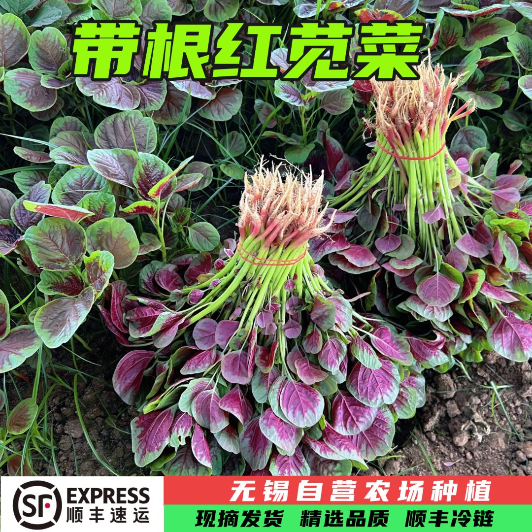 无锡现摘红苋菜顺丰包邮农家苋菜