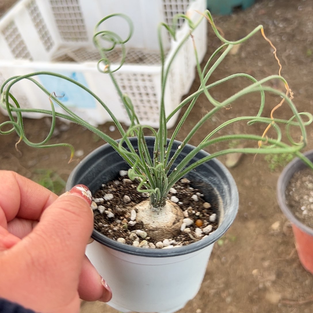 多肉植物毛叶弹簧草