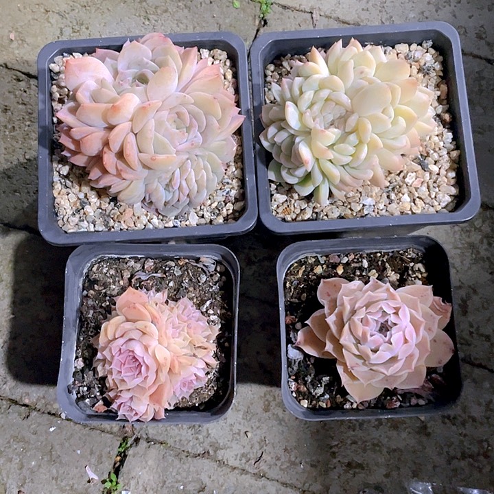 多肉植物多肉植物