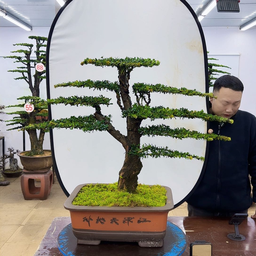 盆景欢迎大家一起来捡漏