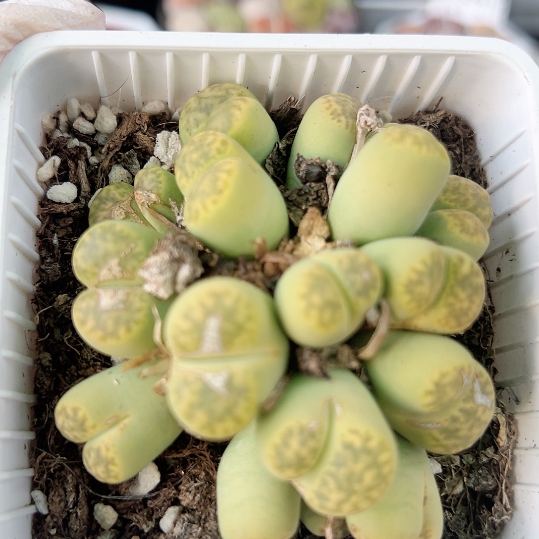 1001 好养易活生石花大母本