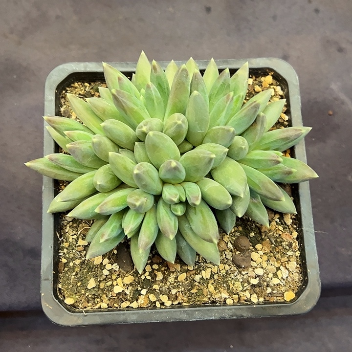 TTN群生多肉植物的