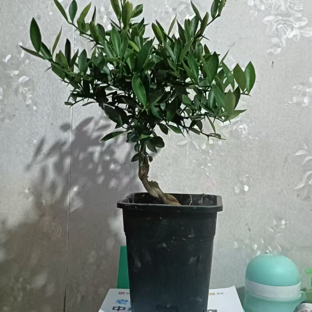 福豆小山橘苗绿植室内室外盆栽地栽养护栽培种成活开花结果。