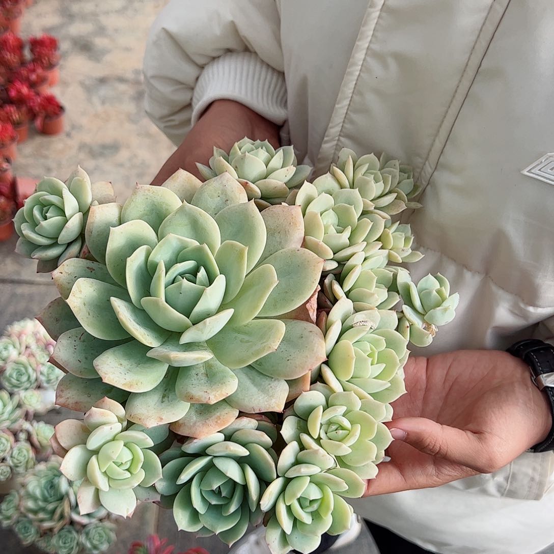 韩国恋曲单头带仔多肉大盆