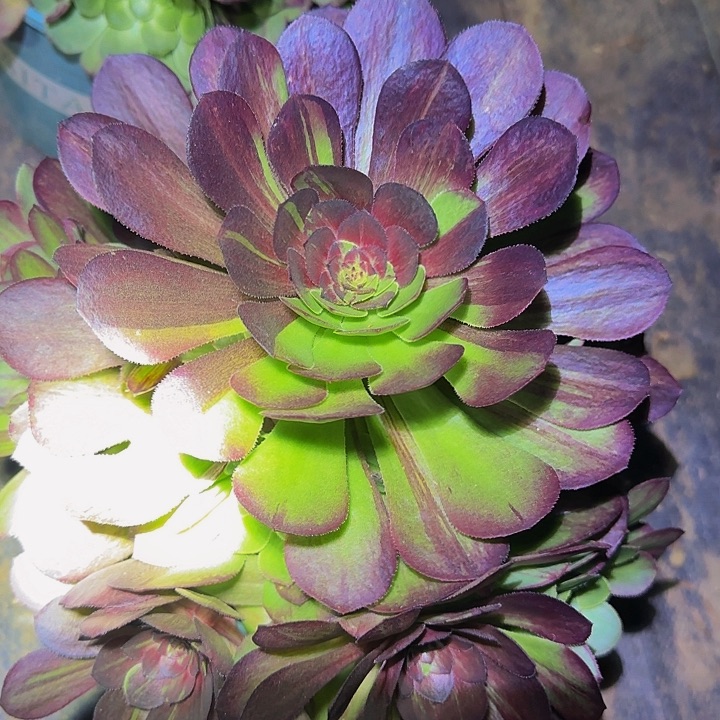 精品花月夜捧花亏本福利