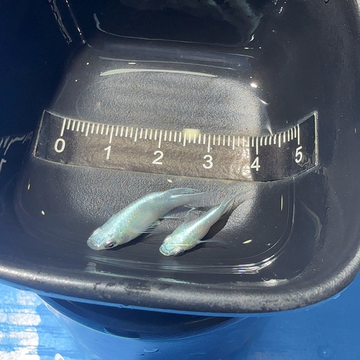 青鳉鱼10号拍品银球球