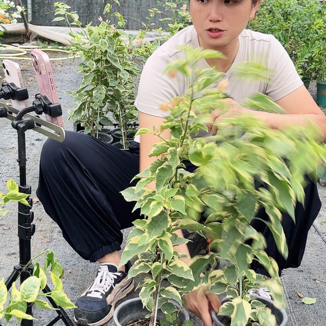 大部分花苞少量开放马斯一颗，咖啡盆