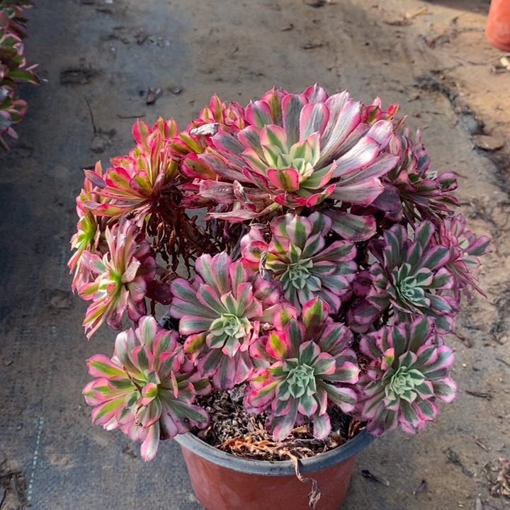 红桐白多肉植物24。 