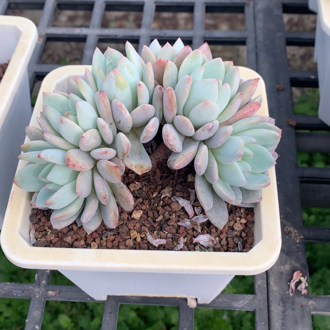 6头橙子朵朵小树68