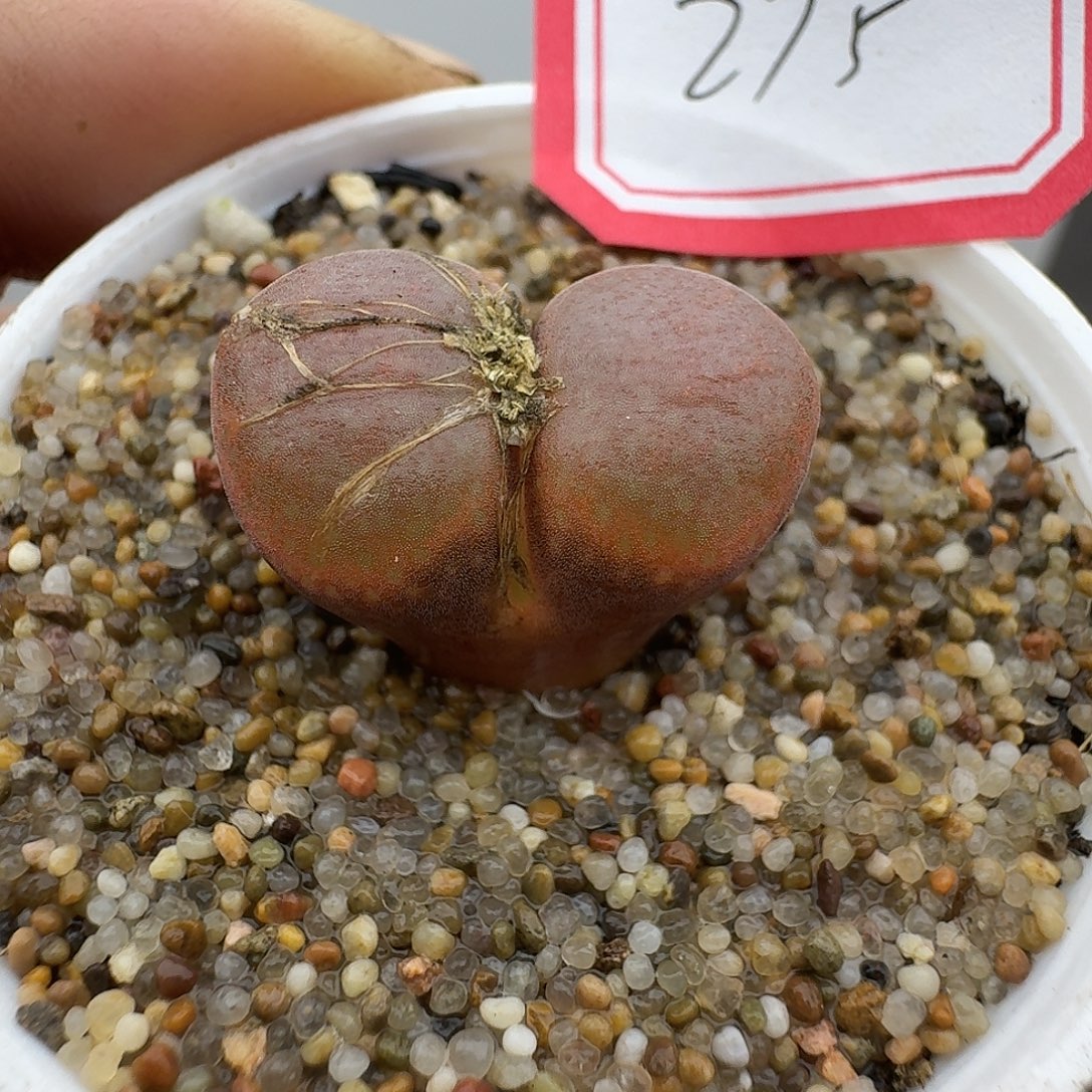 275多肉哈哈哈哈哈哈哈哈