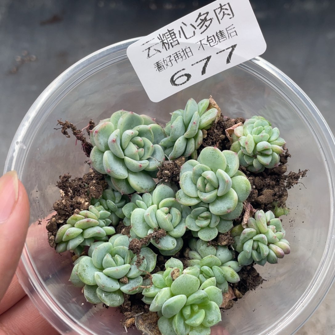 云糖心多肉植物677