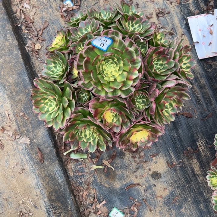 多肉植物海仙不包损23-83