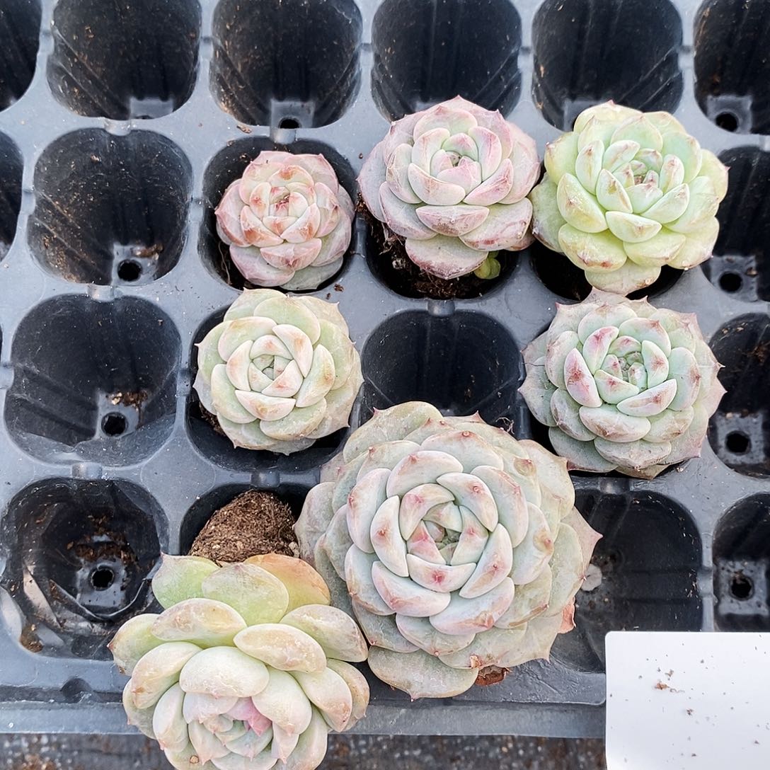 呆***果精品多肉袖珍款超好看