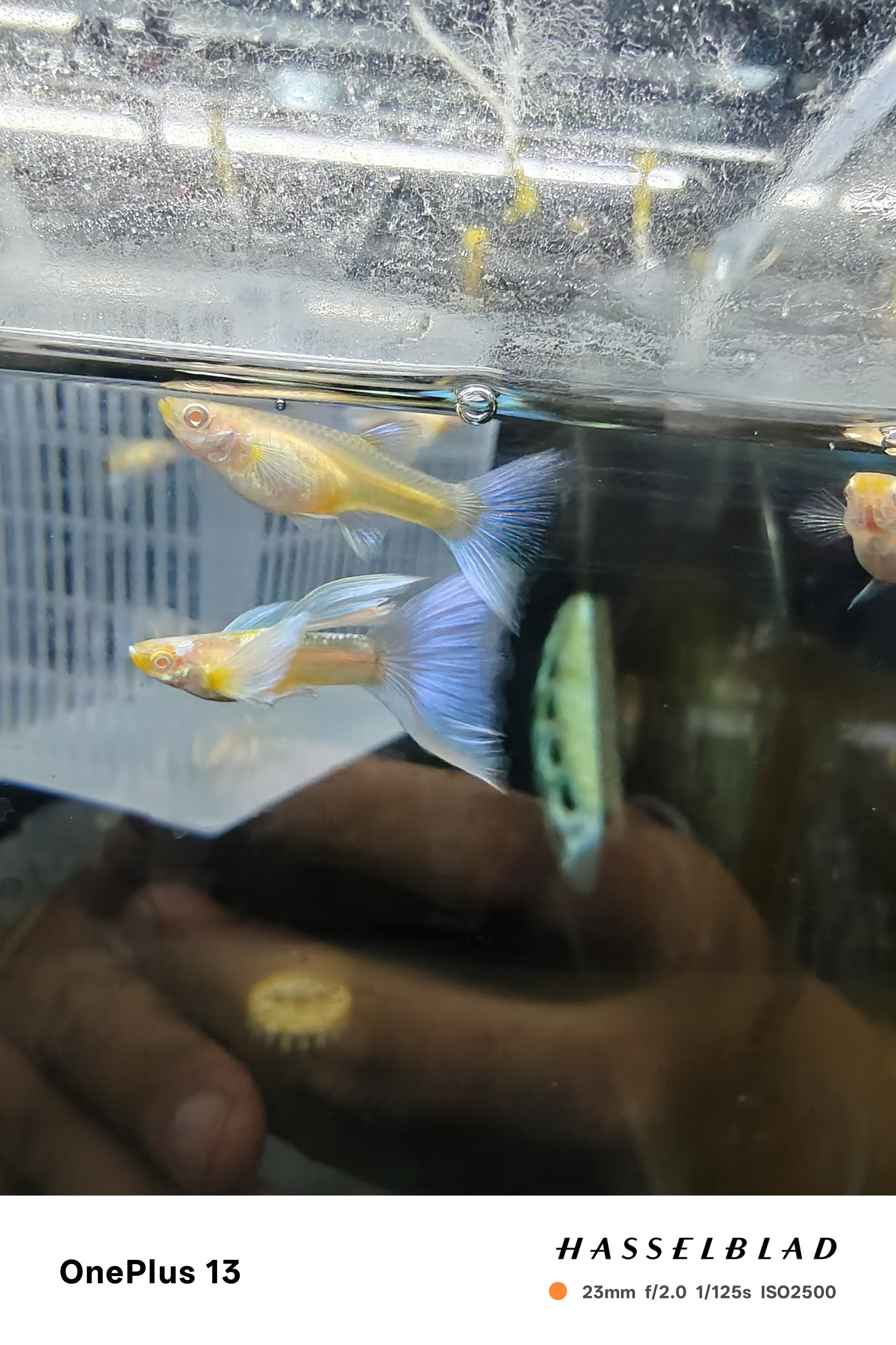 高端精品蓝白飞船种鱼一对