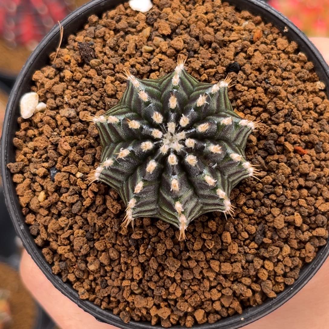 星际线 米哈仙人球