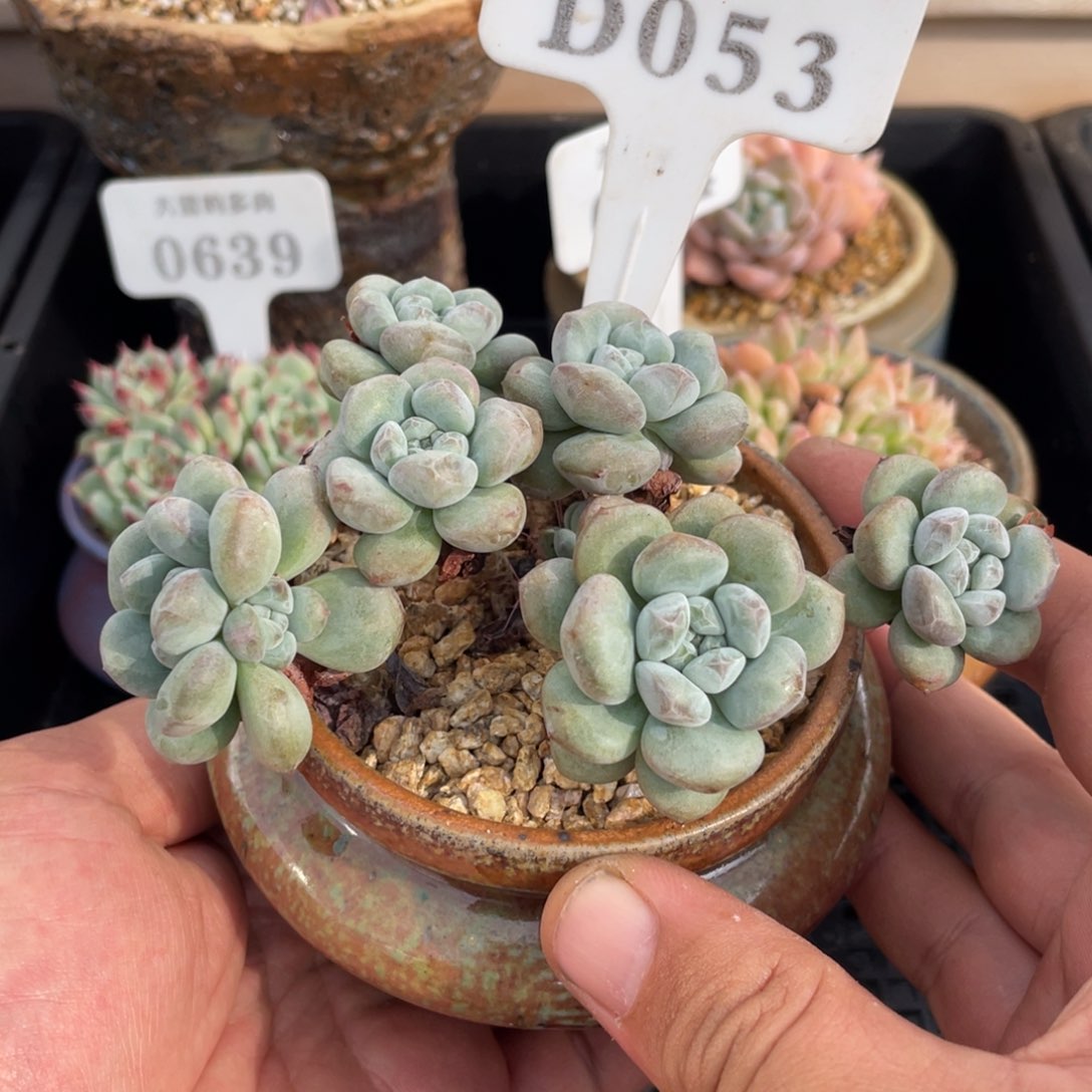 053木糖醇不带盆12厘米