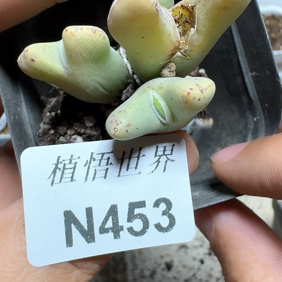 453号多肉植物哇f c
