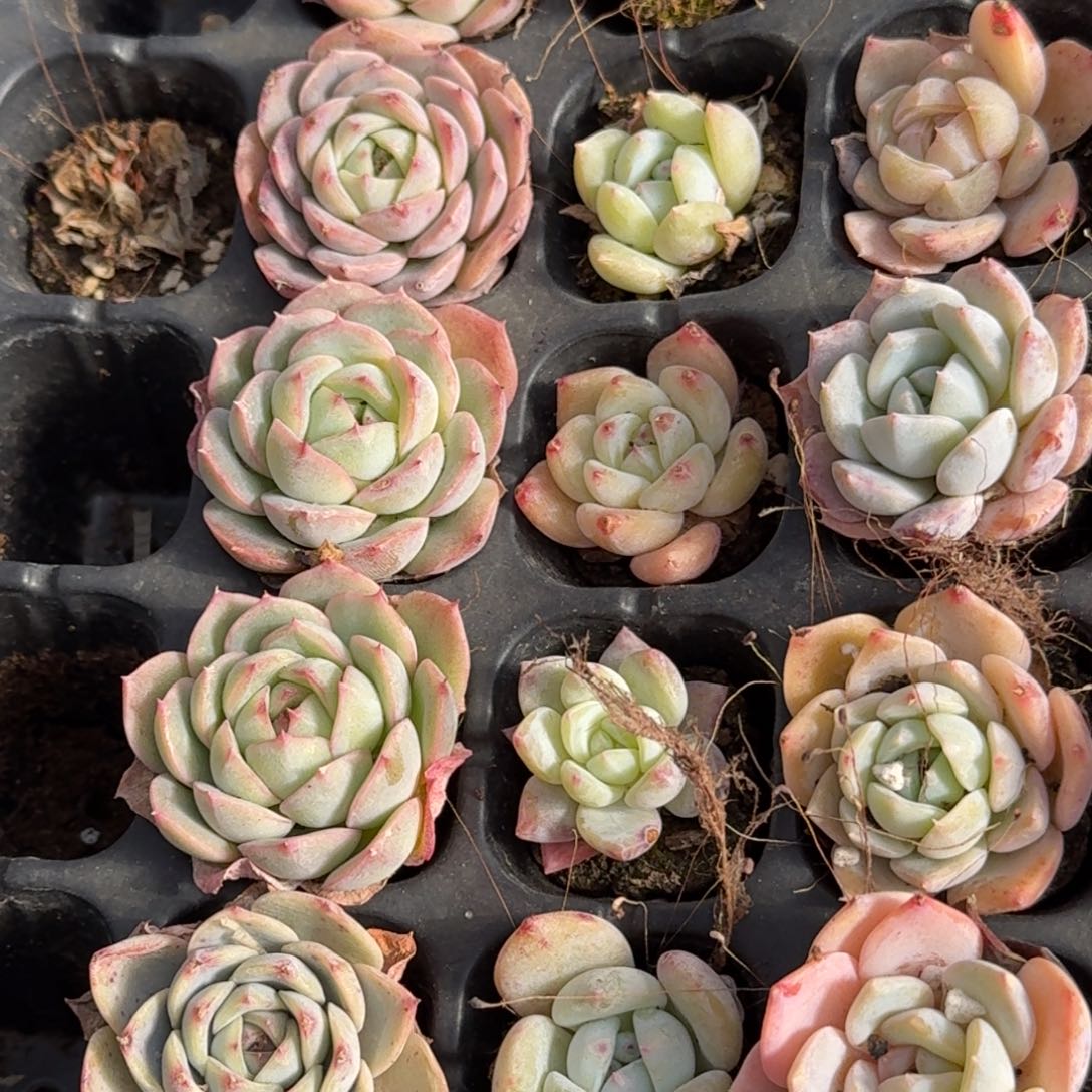 白蜡糖梦露月影晚霞各五颗，雪兔梦露十棵共二十颗量31-16左四